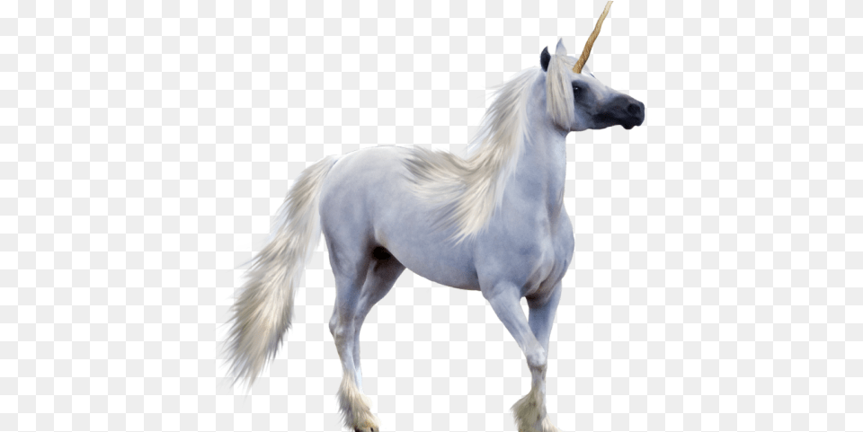 Unicorn Transparent Images Pegasus Horse With Horn, Animal, Mammal, Stallion, Andalusian Horse Free Png