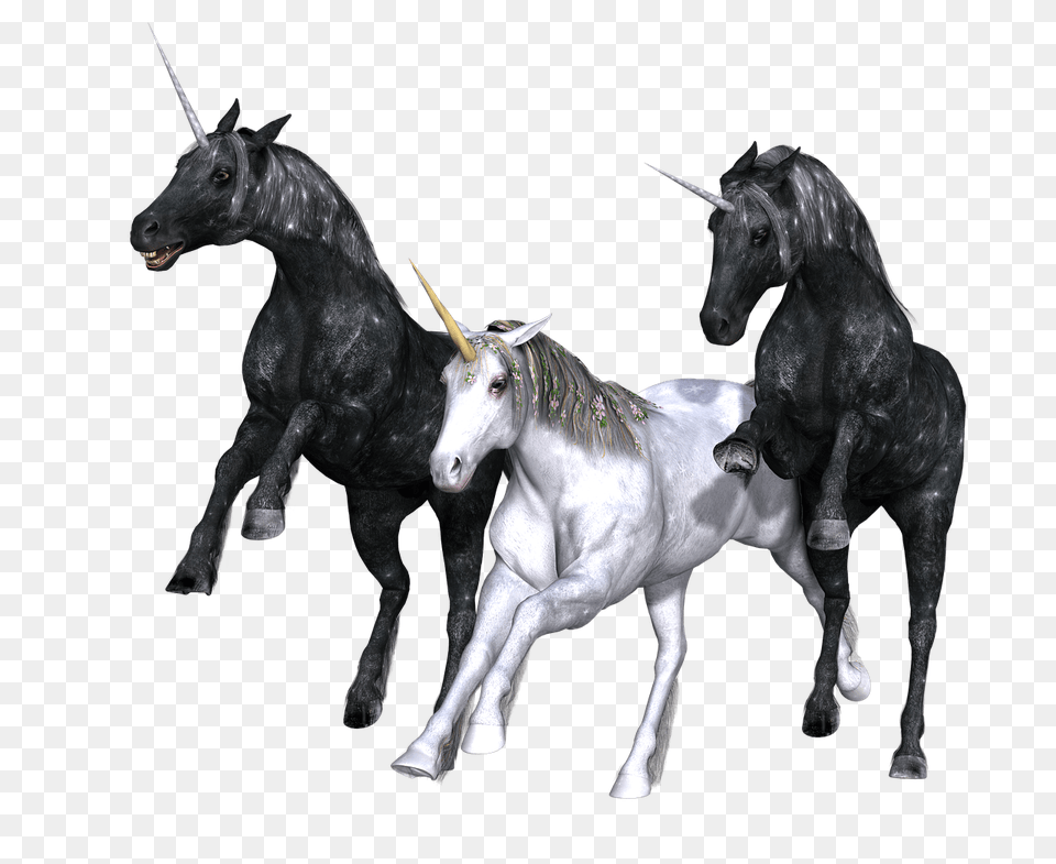 Unicorn Trio, Andalusian Horse, Animal, Horse, Mammal Free Png