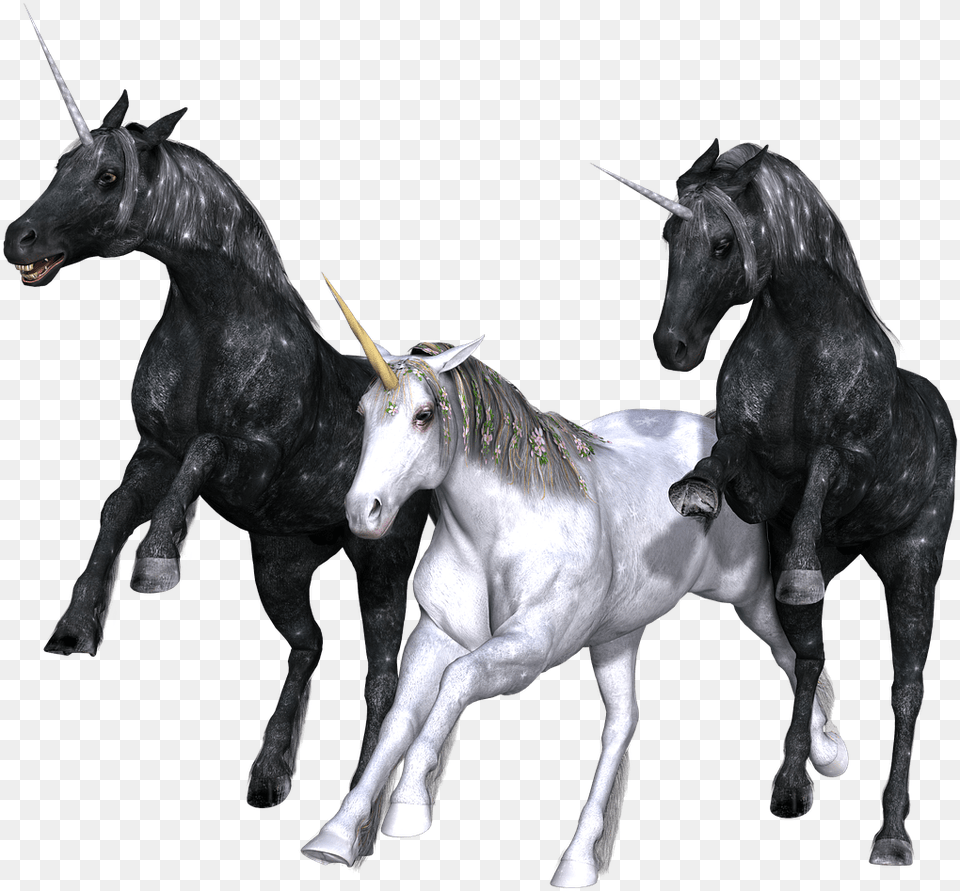 Unicorn Trio Unicorn Trio Transparent Background, Andalusian Horse, Animal, Horse, Mammal Png Image