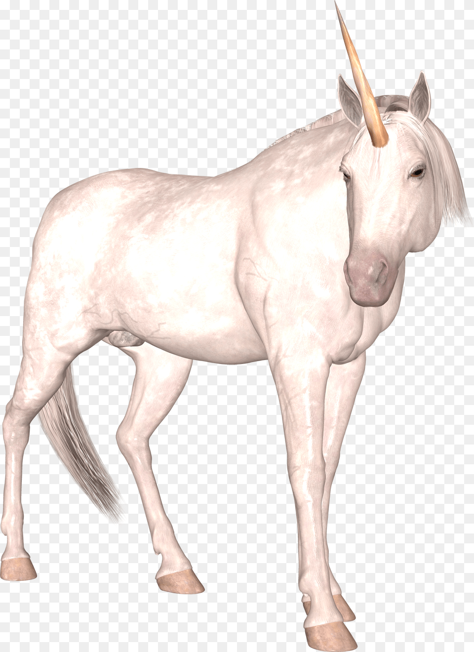 Unicorn Unicorn, Animal, Horse, Mammal Free Transparent Png