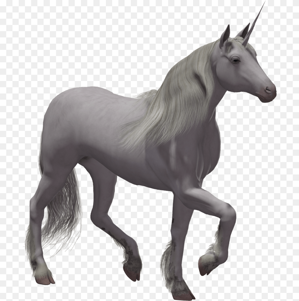 Unicorns With No Background, Animal, Horse, Mammal, Stallion Free Png