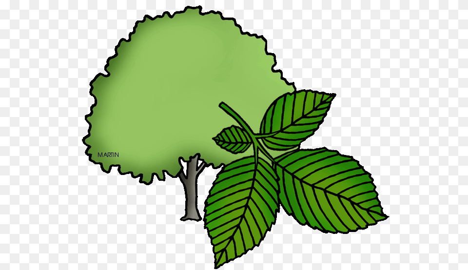 United States Clip Art, Green, Herbal, Herbs, Leaf Png Image
