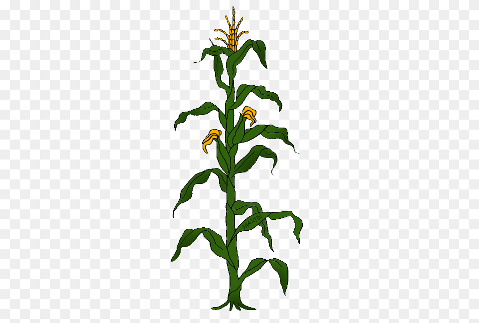 United States Clip Art, Corn, Food, Grain, Plant Free Png Download