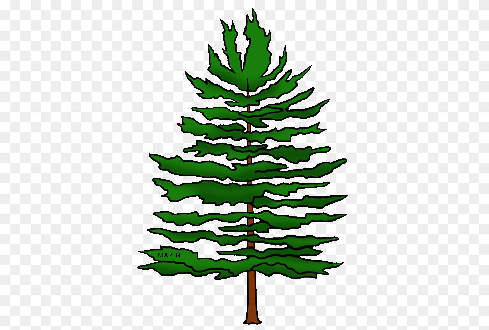 United States Clip Art, Leaf, Pine, Plant, Tree Png