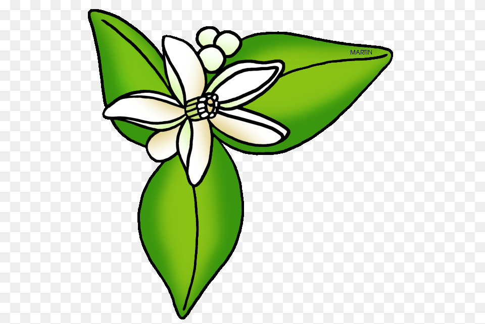 United States Clip Art, Flower, Leaf, Petal, Plant Png