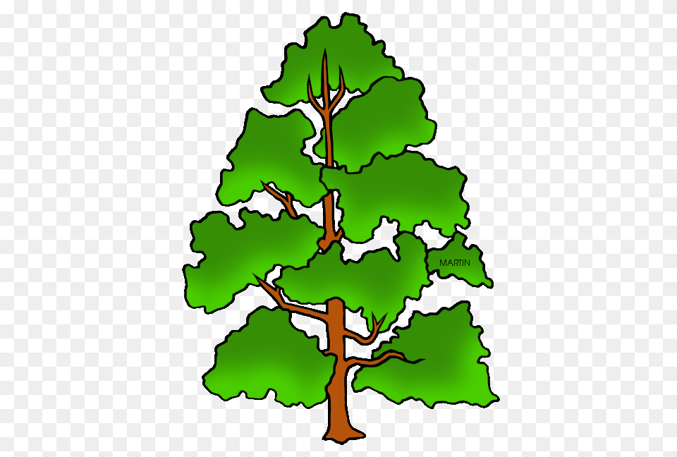 United States Clip Art, Oak, Plant, Sycamore, Tree Png