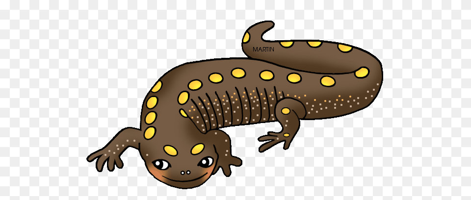 United States Clip Art, Amphibian, Salamander, Wildlife, Animal Free Png