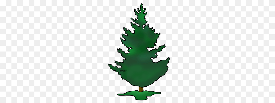 United States Clip Art, Fir, Plant, Tree, Green Png