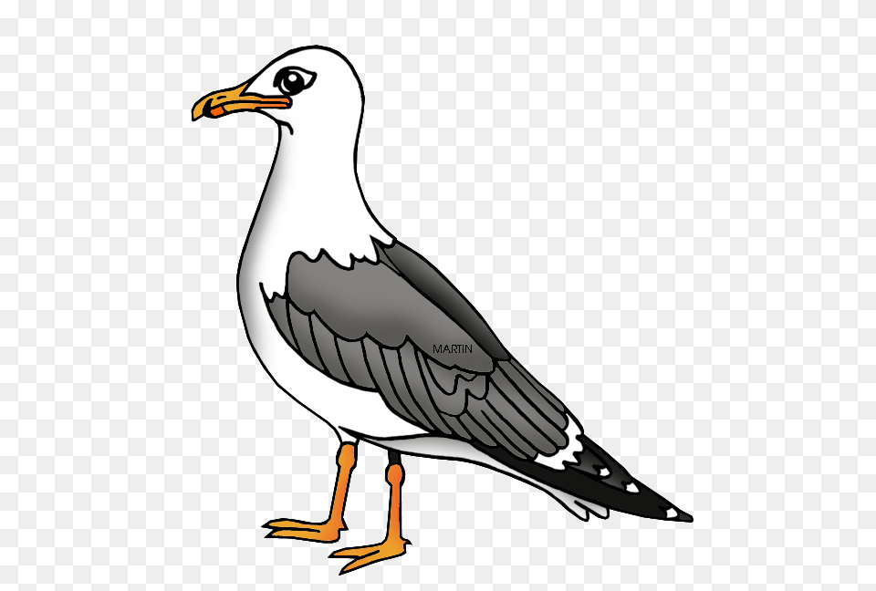 United States Clip Art, Animal, Beak, Bird, Seagull Png Image