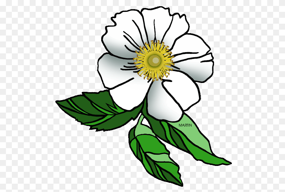 United States Clip Art, Anemone, Plant, Flower, Anther Free Png