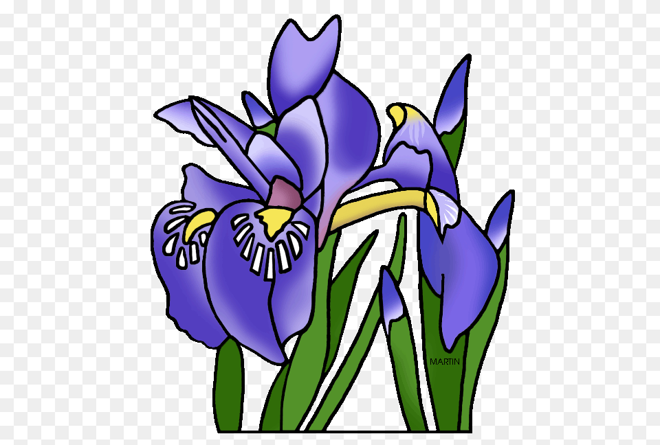 United States Clip Art, Flower, Iris, Plant, Purple Free Png