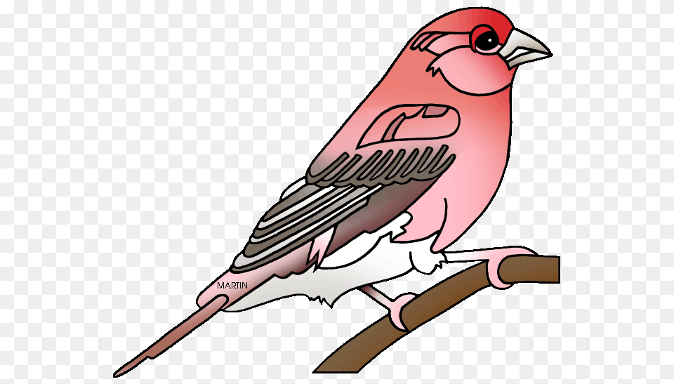 United States Clip Art, Animal, Bird, Finch, Fish Free Png Download