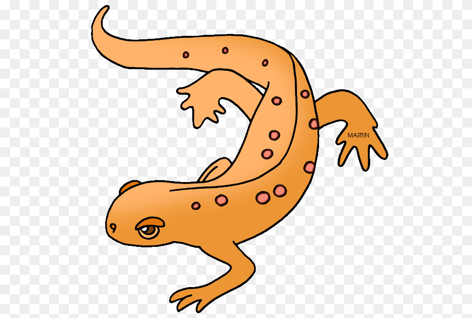 United States Clip Art, Amphibian, Animal, Salamander, Wildlife Free Transparent Png