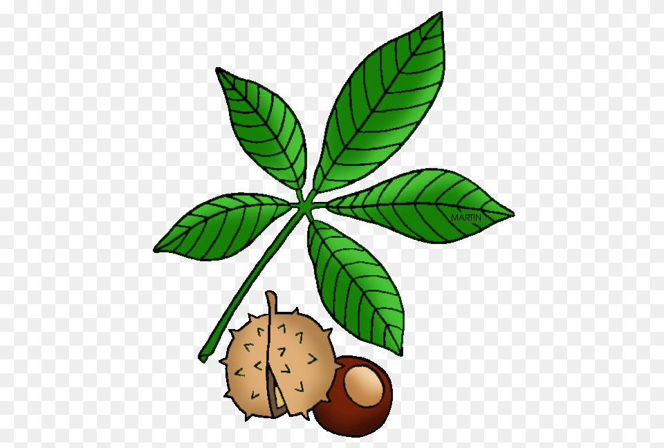 United States Clip Art, Vegetable, Produce, Plant, Nut Png Image
