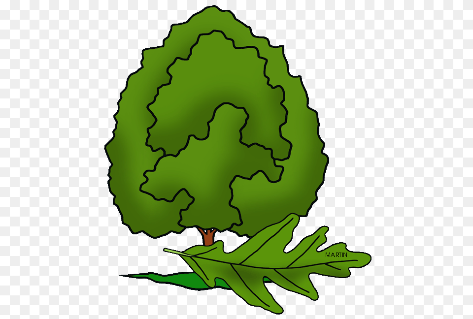 United States Clip Art, Leaf, Plant, Tree, Green Png Image