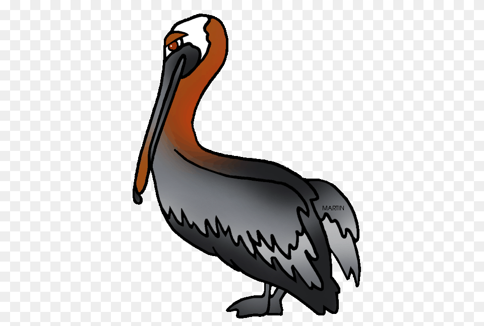 United States Clip Art, Animal, Bird, Waterfowl, Pelican Free Png