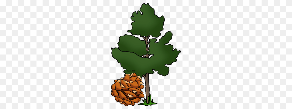 United States Clip Art, Conifer, Plant, Tree, Leaf Free Png