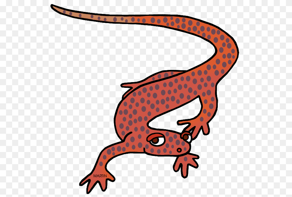 United States Clip Art, Amphibian, Animal, Salamander, Wildlife Png