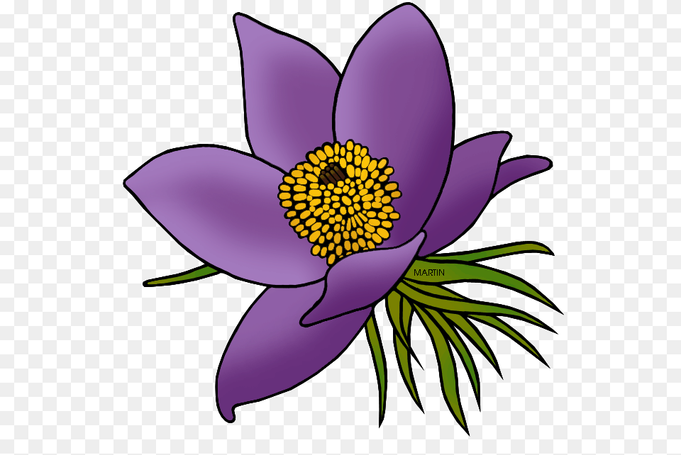 United States Clip Art, Anemone, Flower, Plant, Pollen Png Image