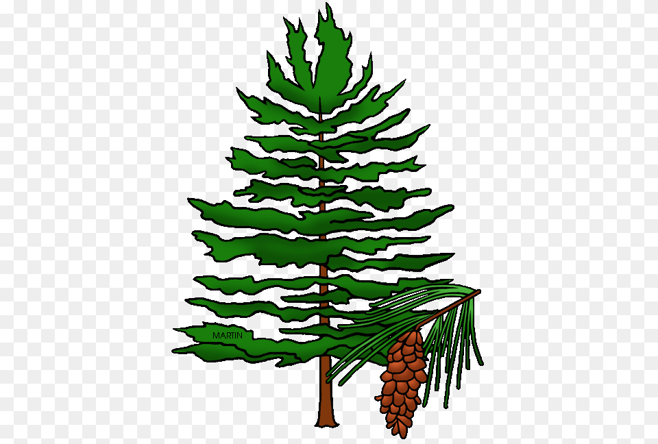 United States Clip Art, Conifer, Fir, Pine, Plant Png Image