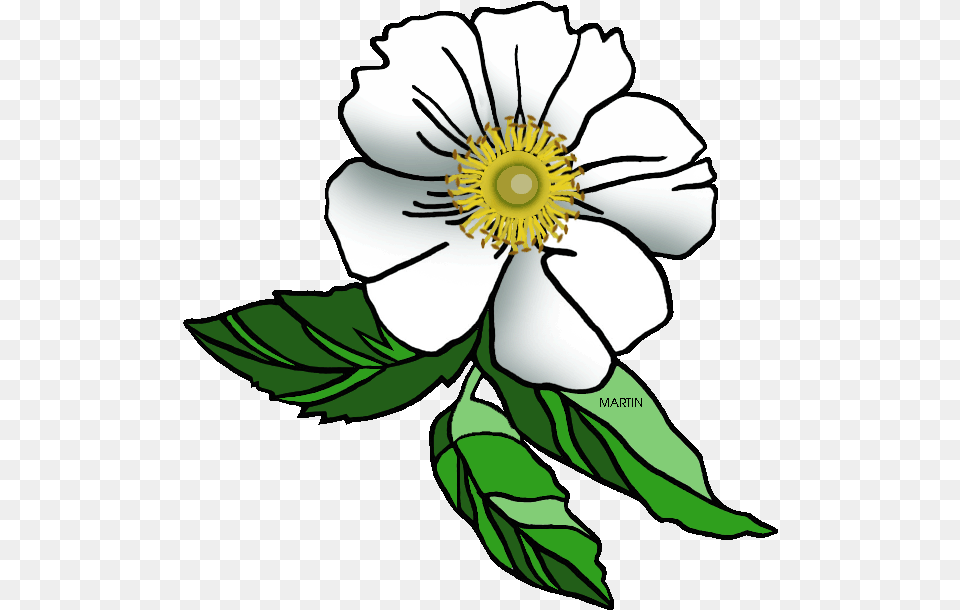 United States Clip Art By Phillip Martin Georgia State Cherokee Rose Clip Art, Anemone, Anther, Flower, Plant Png