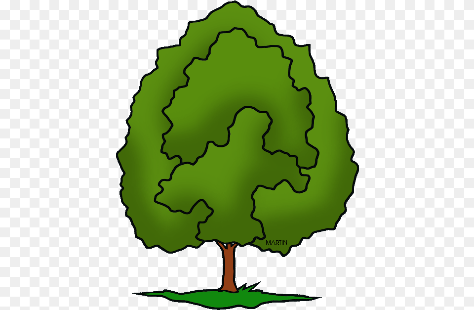 United States Clip Art By Phillip Martin Illinois Draw Illinois State Tree, Plant, Green, Person, Vegetation Png Image