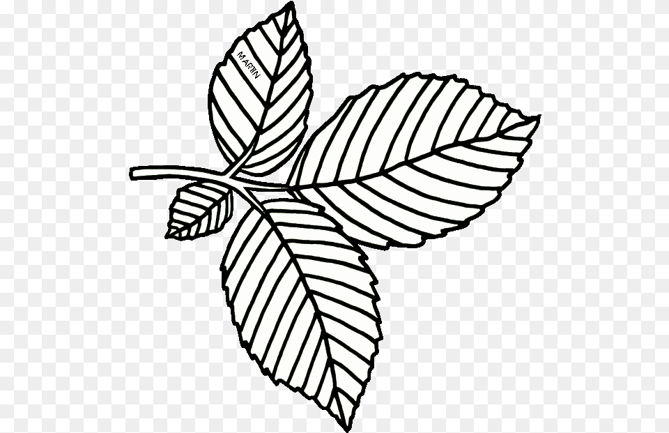 United States Clip Art By Phillip Martin Massachusetts American Elm Leaf Drawing, Plant, Person Png Image
