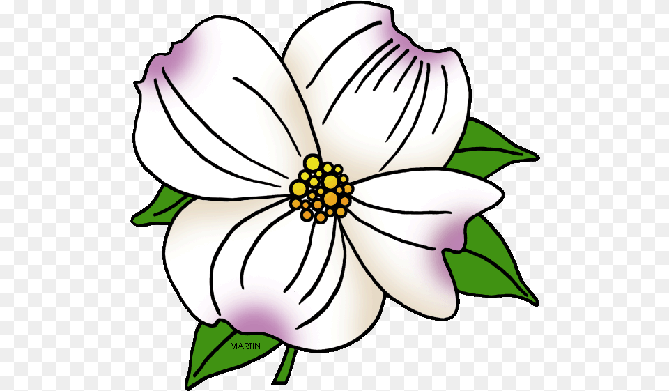 United States Clip Art By Phillip Martin North Carolina North Carolina State Flower, Anemone, Petal, Plant, Anther Png Image