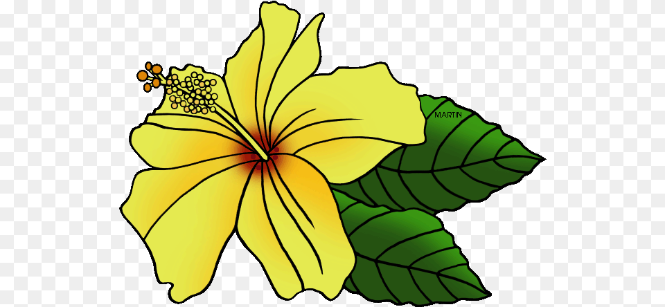 United States Clip Art By Phillip Martin State Flower Clipart Hawaii State Flower, Plant, Hibiscus, Person Png Image