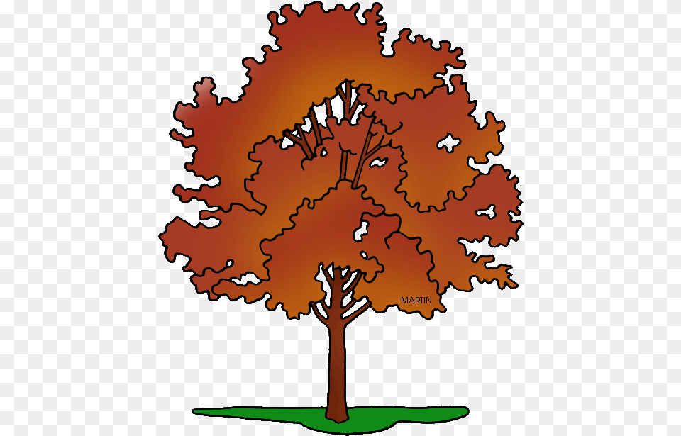 United States Clip Art By Phillip Martin State Tree Rhode Island, Maple, Plant, Leaf, Person Png Image