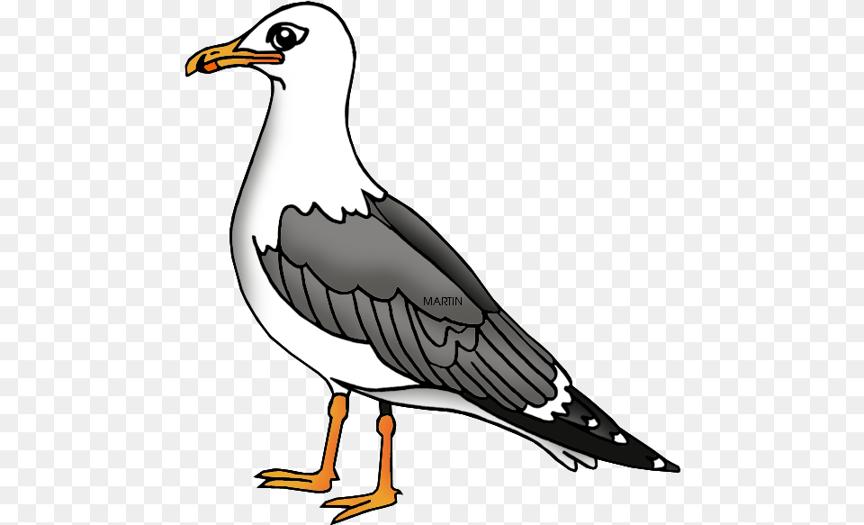 United States Clip Art By Phillip Martin Utah State Clip Art Sea Gull, Animal, Beak, Bird, Seagull Free Transparent Png