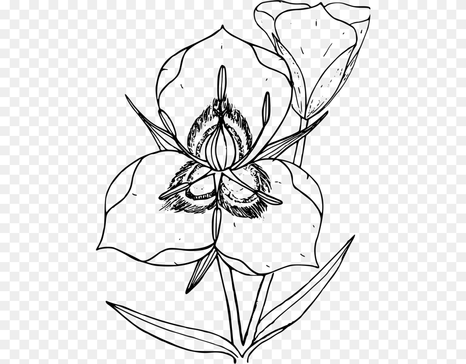 United States Coloring Book State Flower Lily, Gray Png Image