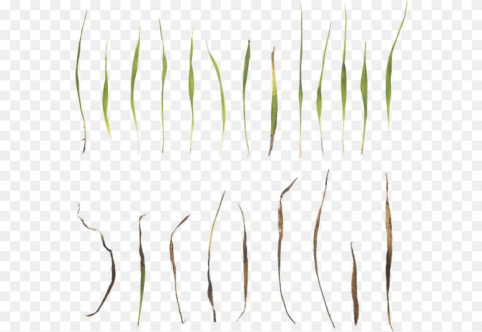 United States Of America, Grass, Plant Png