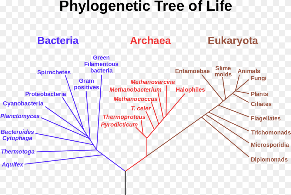 Universal Common Ancestor, Light Png