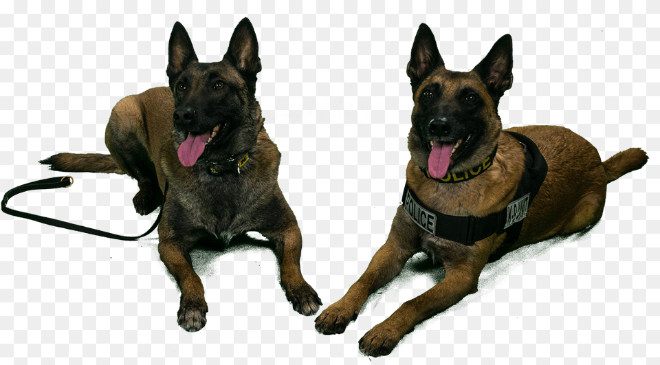 University Of Michigan Police Canines Tank And Nike Transparent K9 Dogs, Animal, Canine, Dog, Mammal Free Png