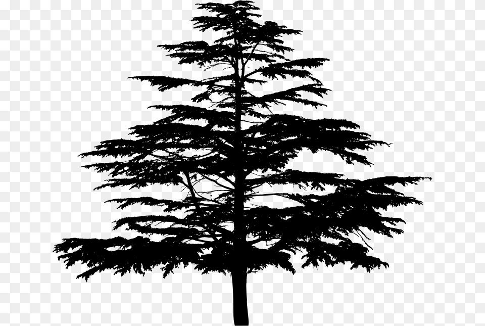 Unknown Tree Silhouette White Pine, Gray Png