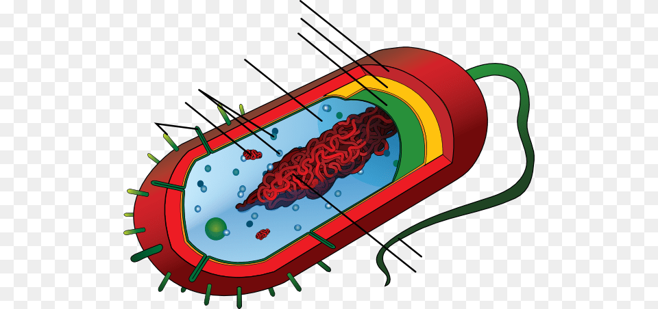 Unlabeled Bacteria Clip Art, Dynamite, Weapon Free Transparent Png