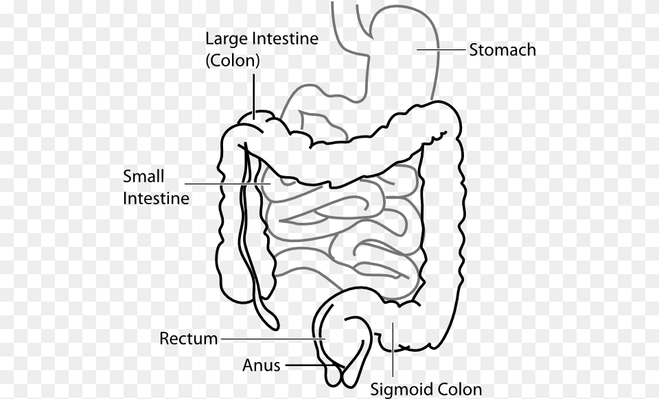 Unlabeled Heart Diagram Large Intestine And Small Intestine Diagram, Body Part, Stomach, Ammunition, Grenade Free Png