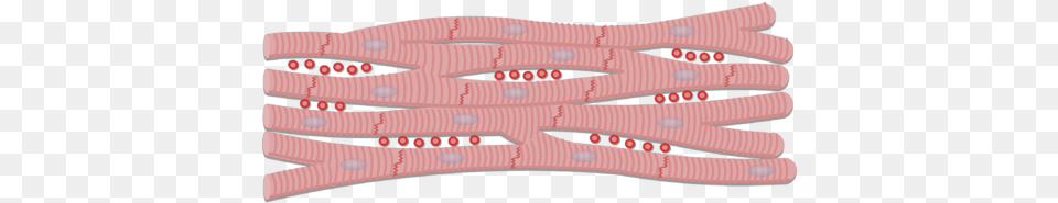 Unlabelled Image Of The Cardiac Muscle Cells Intercalated Disc In Cardiac Muscle, Accessories Png