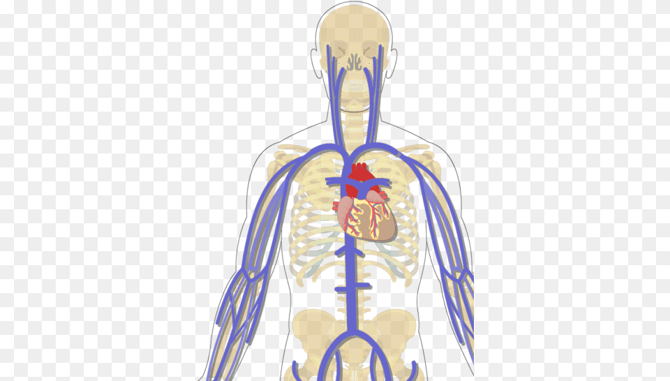 Unlabelled Of The Major Systemic Veins Of The Arm Veins Without Labels, Person, Skeleton Png Image