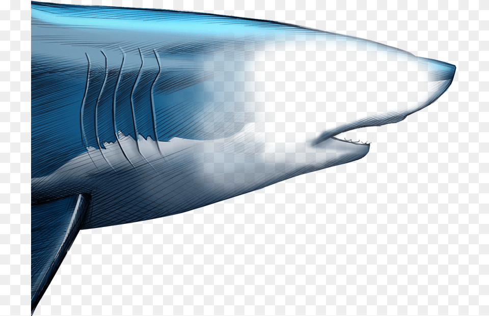 Unlike Most Animals A Shark S Upper Jaw Is Not Firmly Blue Whale, Animal, Sea Life, Fish, Car Png