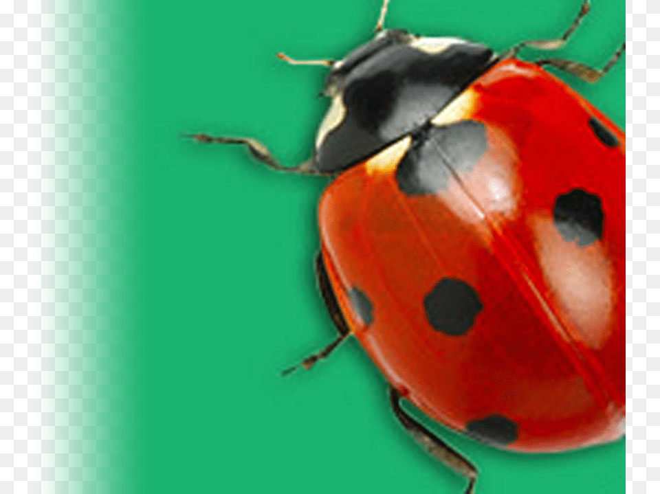 Unlock Your Fun Bug Facts Ladybug, Animal Png