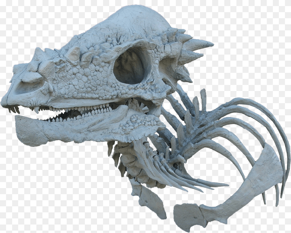 Unpainted Pachycephalosaur Skull And Skeleton Bust Pachycephalosaurus Skeleton, Animal, Dinosaur, Reptile Free Png