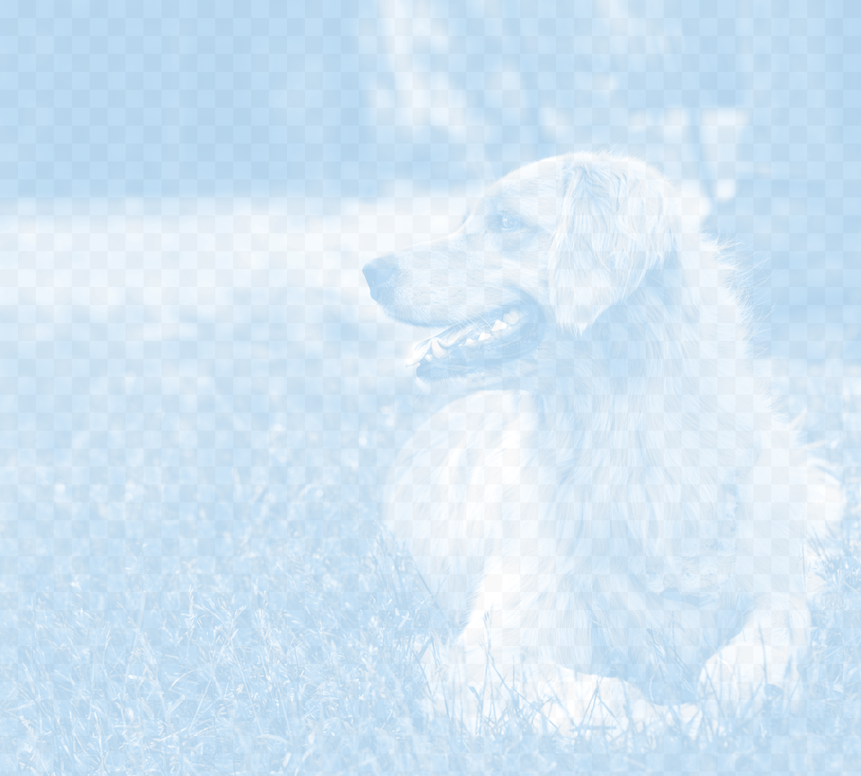 Unparalleled Quality Golden Retriever, Animal, Canine, Dog, Mammal Png