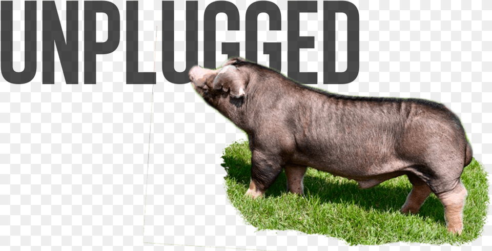 Unpolished Magazine, Animal, Boar, Hog, Mammal Png Image