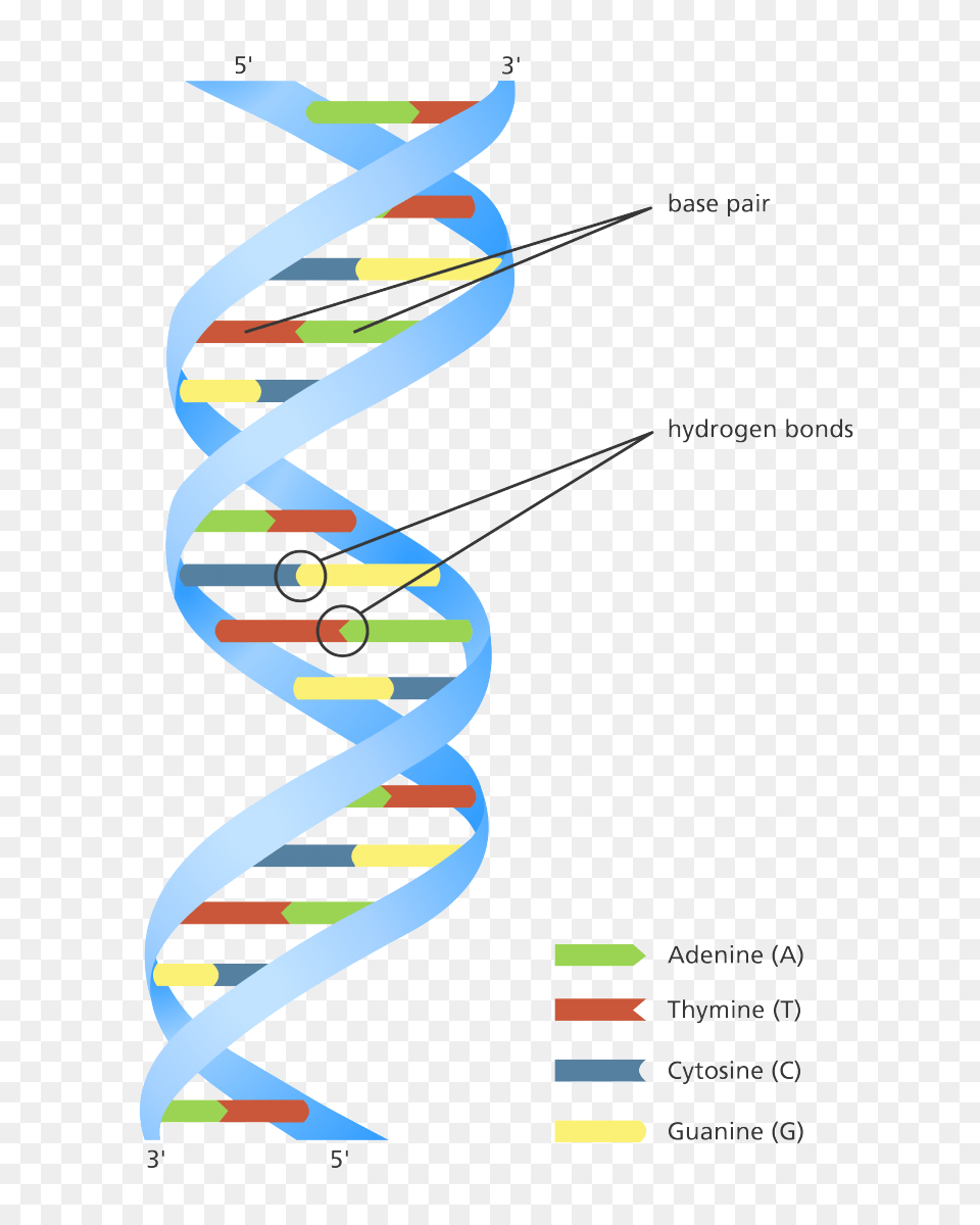 Unravelling The Double Helix Stories, Art, Graphics, Spiral, City Png