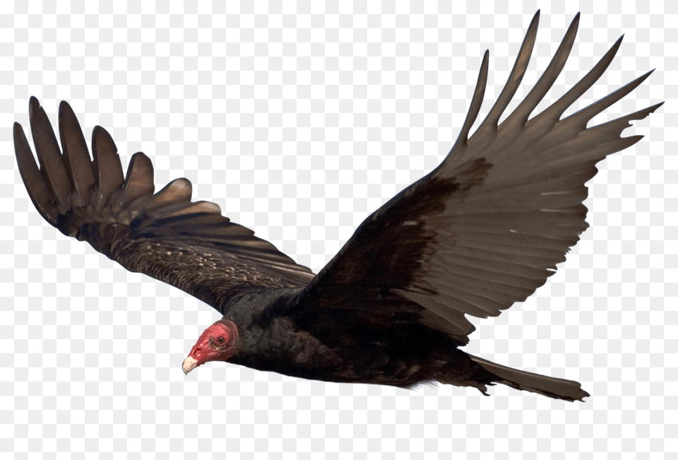 Unrestricted Hq Vulture, Animal, Bird, Flying, Condor Png Image
