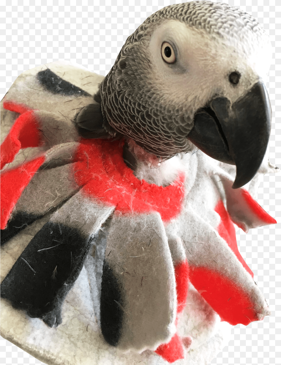 Unruffledrx Bird Collar For Mild Feather Picking Bird Collar Felt, Animal, Beak, Parrot, African Grey Parrot Free Transparent Png