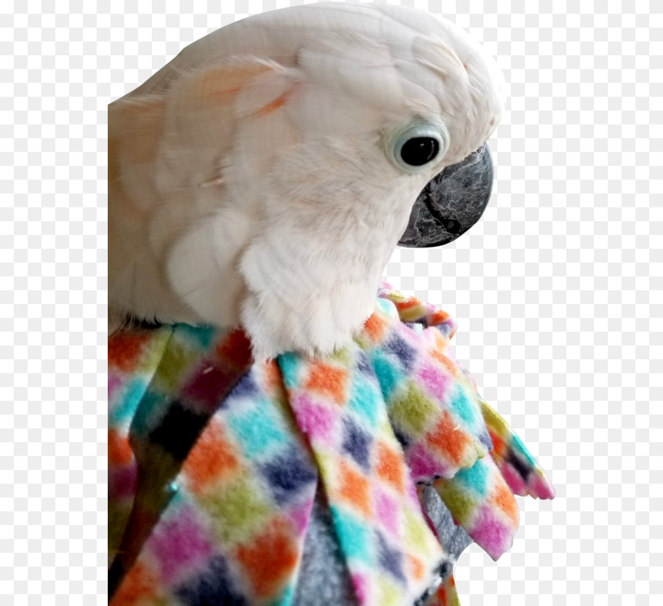 Unruffledrx Fleece Parrot Collar Velcro Closure Cockatiel Makeshift Tube Collar, Animal, Bird, Cockatoo Free Png Download