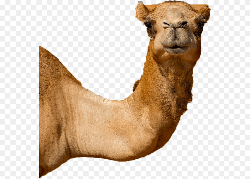 Untitled 1 Camel, Animal, Mammal, Antelope, Wildlife Png Image